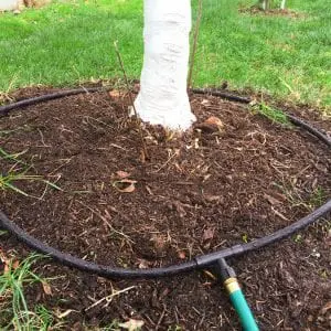 Tree Soaker Hose Kit